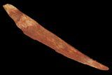 Fossil Shark (Hybodus) Dorsal Spine - Morocco #106558-1